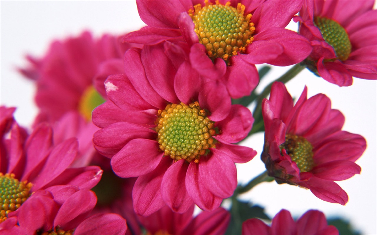 Flowers close-up (8) #13 - 1280x800