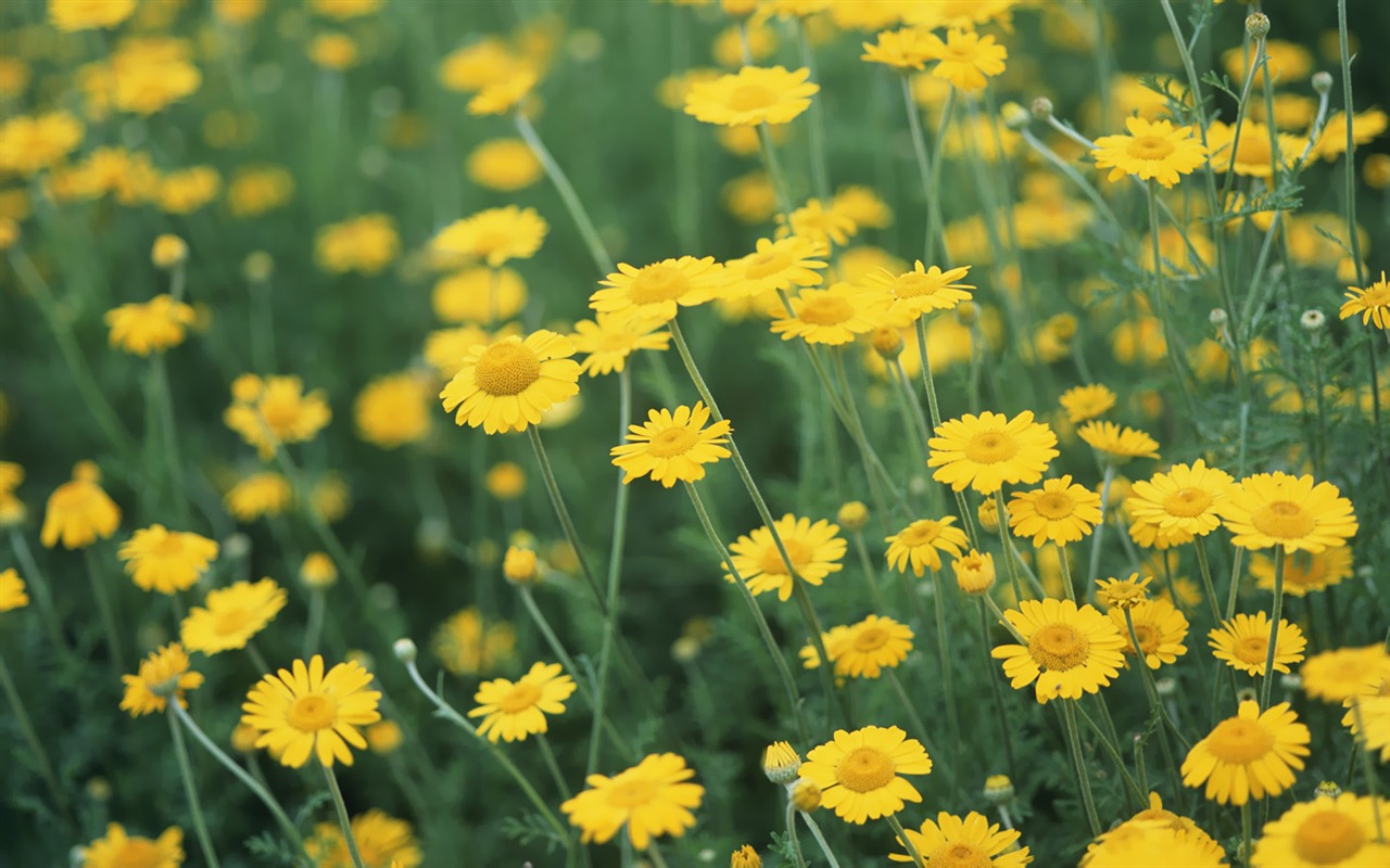 Beautiful natural scenery wallpapers (3) #18 - 1280x800