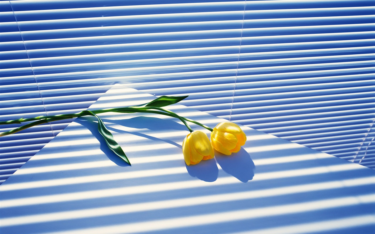 Vnitřní Still Life Wallpaper Album (1) #5 - 1280x800