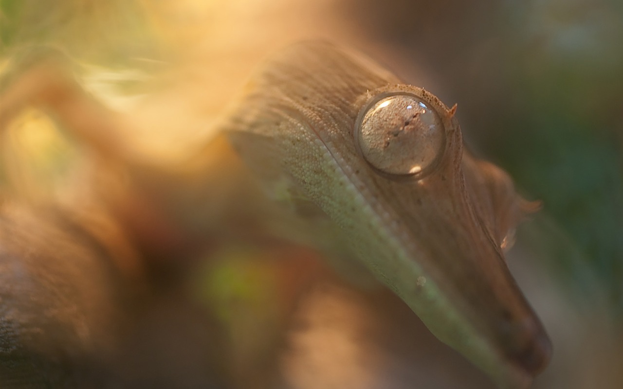 National Geographic Tapety zvířat články (3) #5 - 1280x800