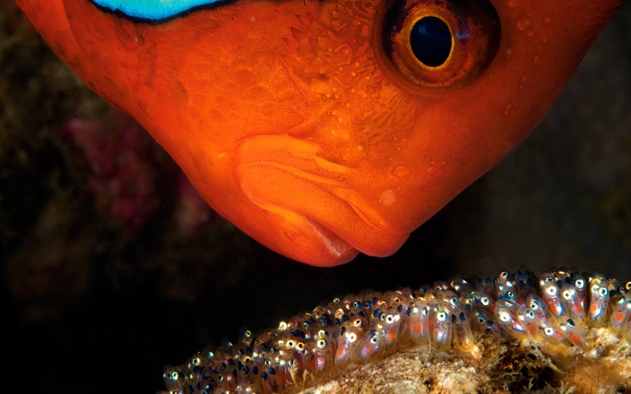 National Geographic Wallpapers Animal articles (3) #6 - 1280x800