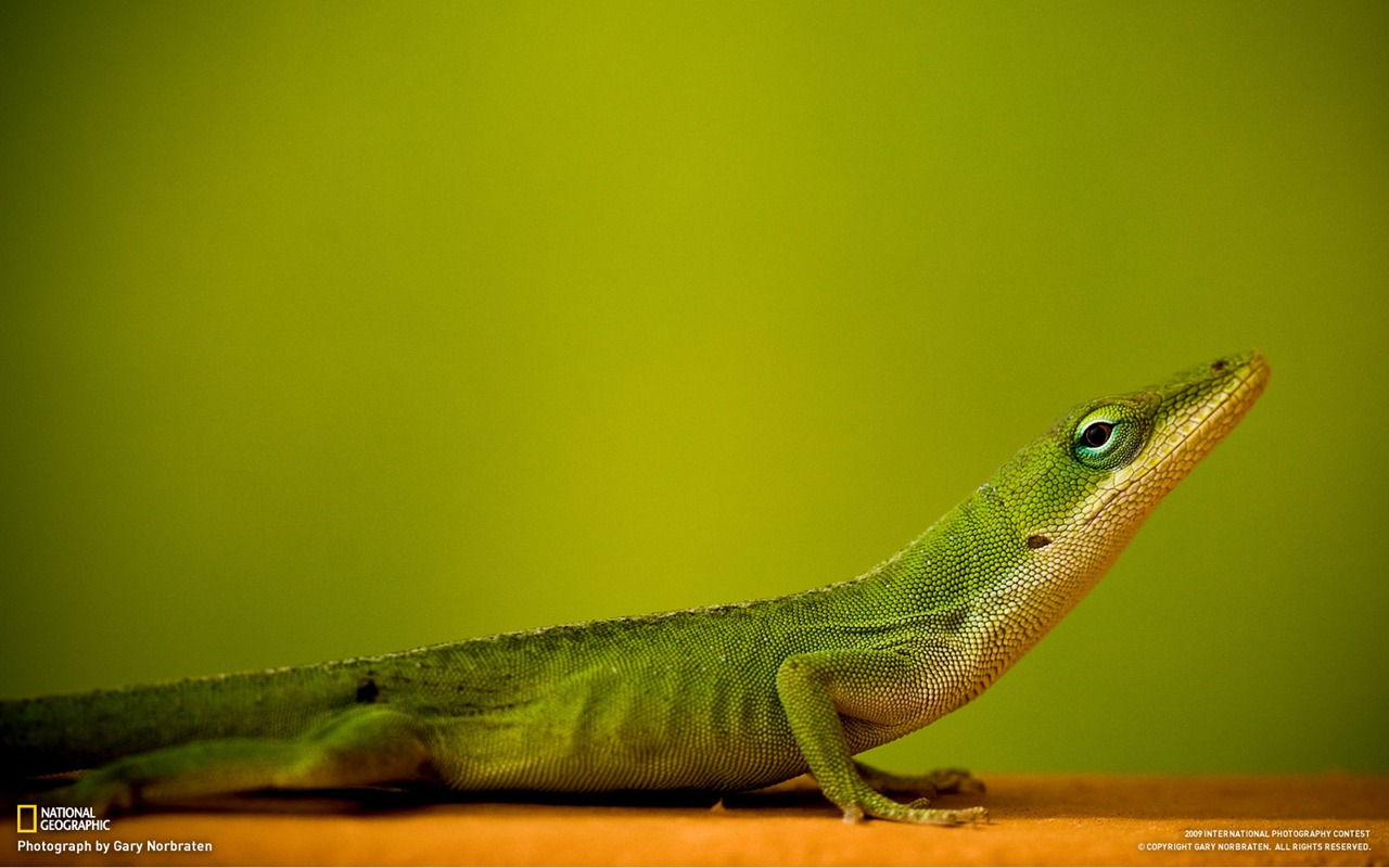 National Geographic Tapety zvířat články (3) #7 - 1280x800