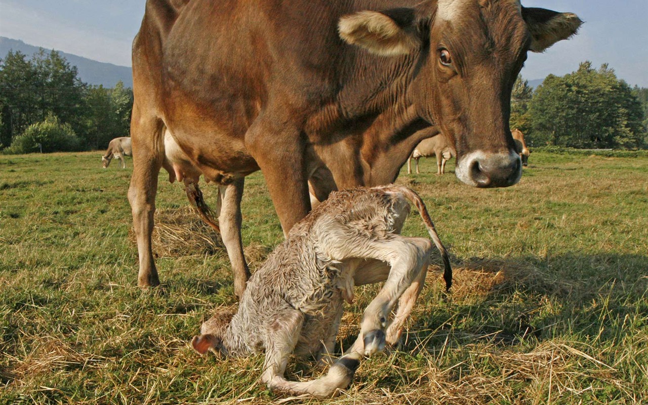 National Geographic Tapety zvířat články (3) #11 - 1280x800