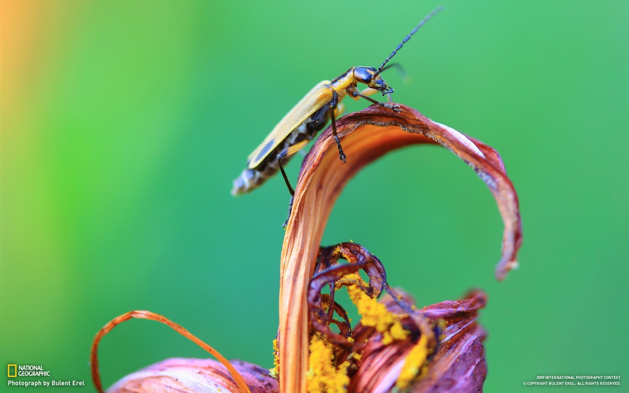 National Geographic Tapety zvířat články (3) #15 - 1280x800