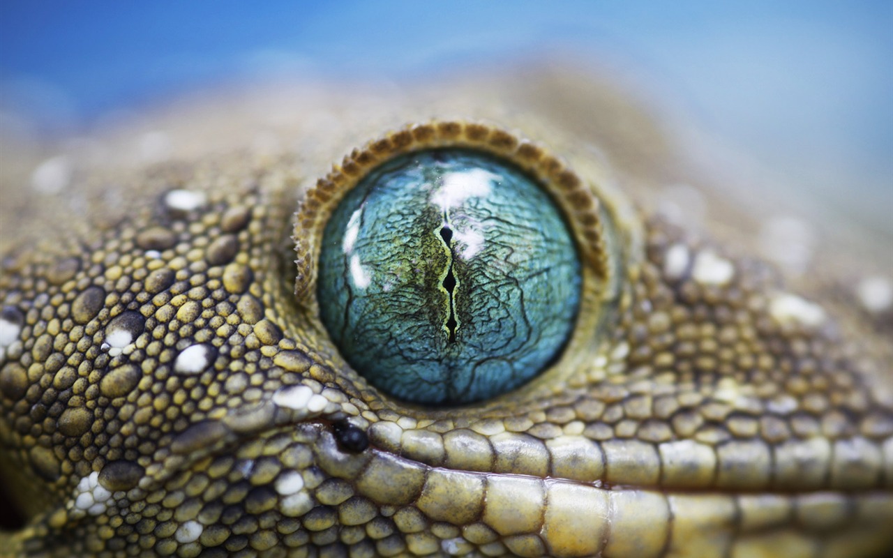 National Geographic Tapety zvířat články (3) #19 - 1280x800