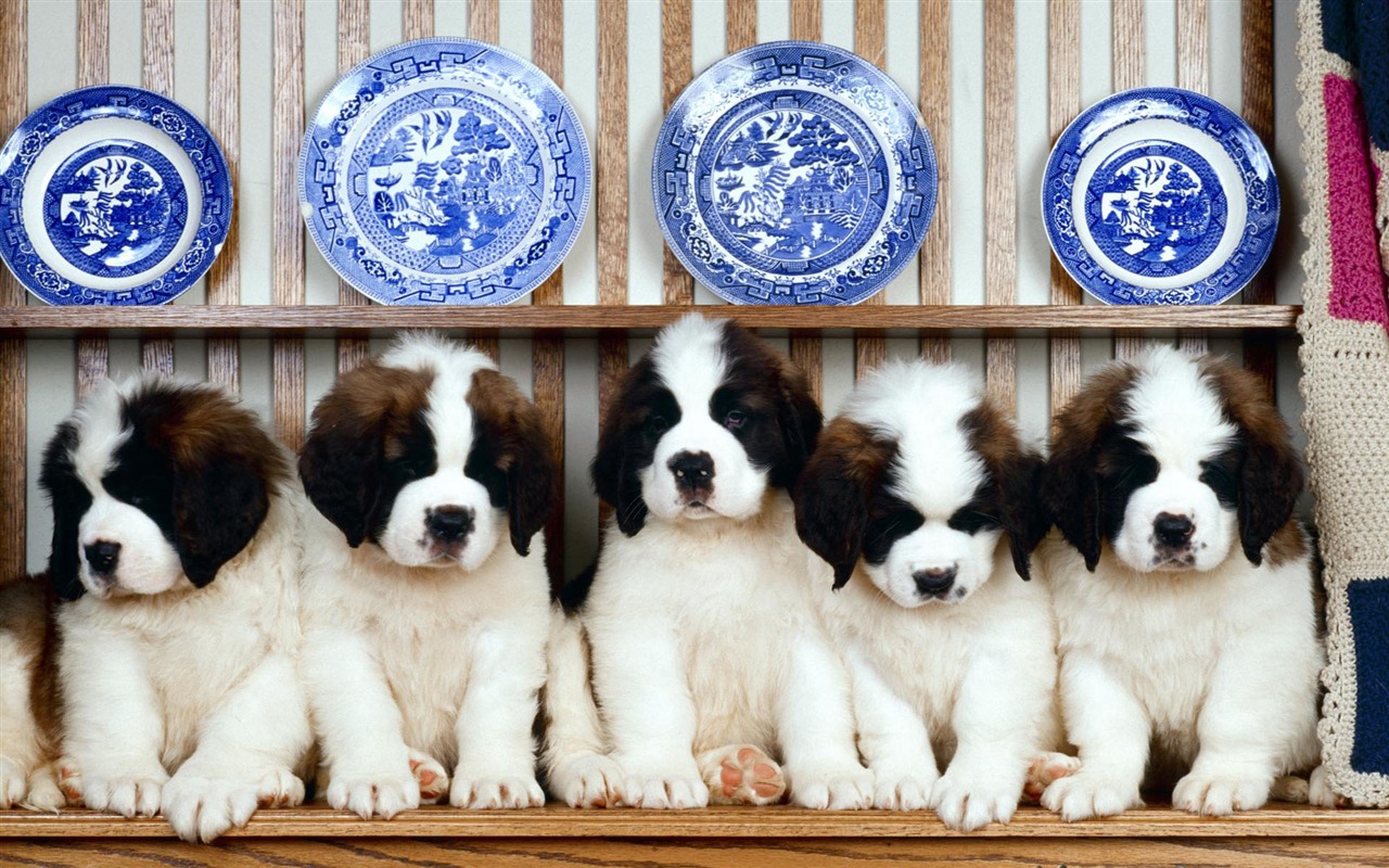 Puppy Foto HD Tapety na plochu (1) #14 - 1280x800