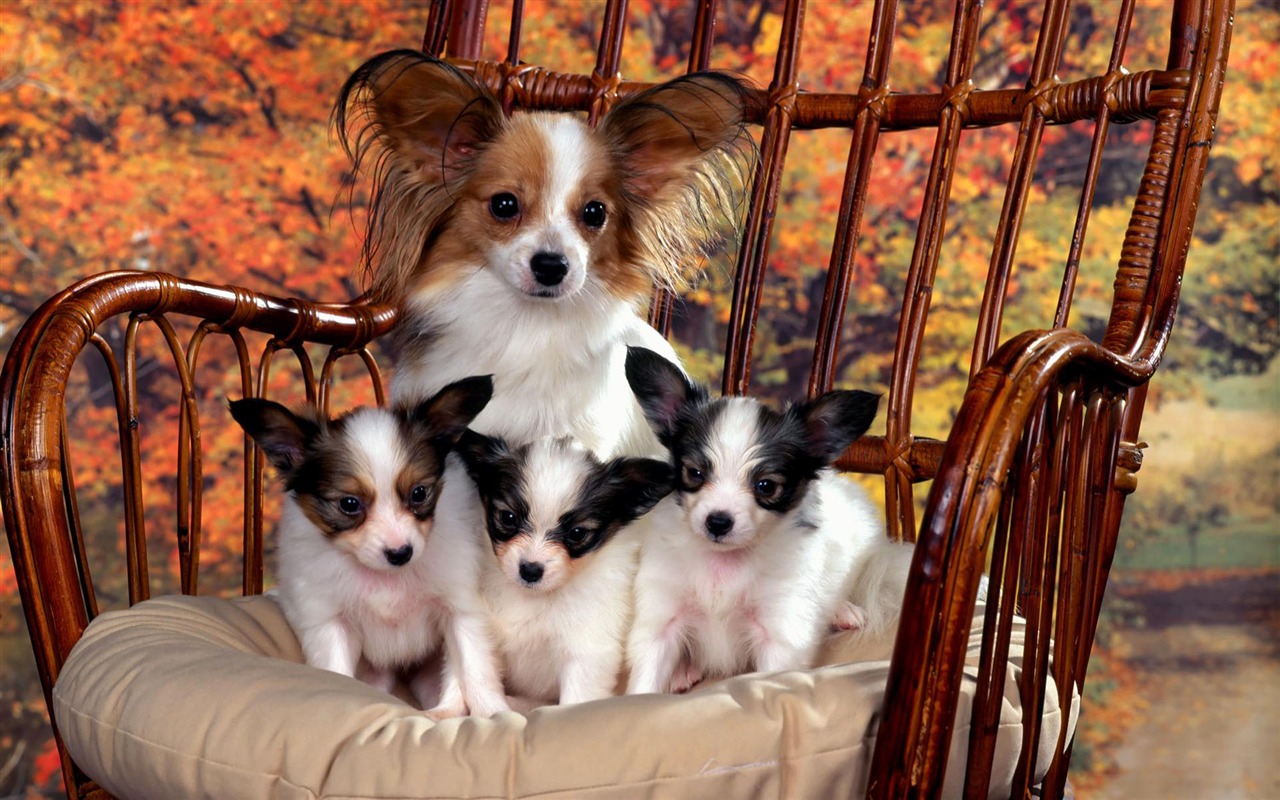 Puppy Photo HD wallpapers (1) #16 - 1280x800