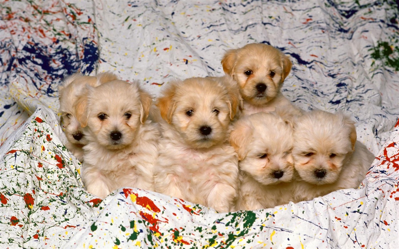 Puppy Foto HD Tapety na plochu (1) #17 - 1280x800