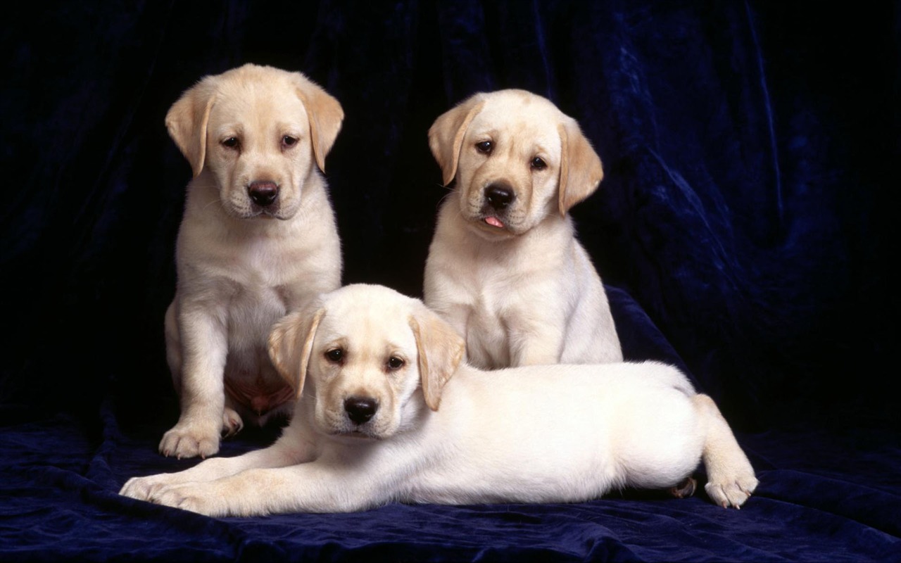 Puppy Foto HD Tapety na plochu (1) #20 - 1280x800