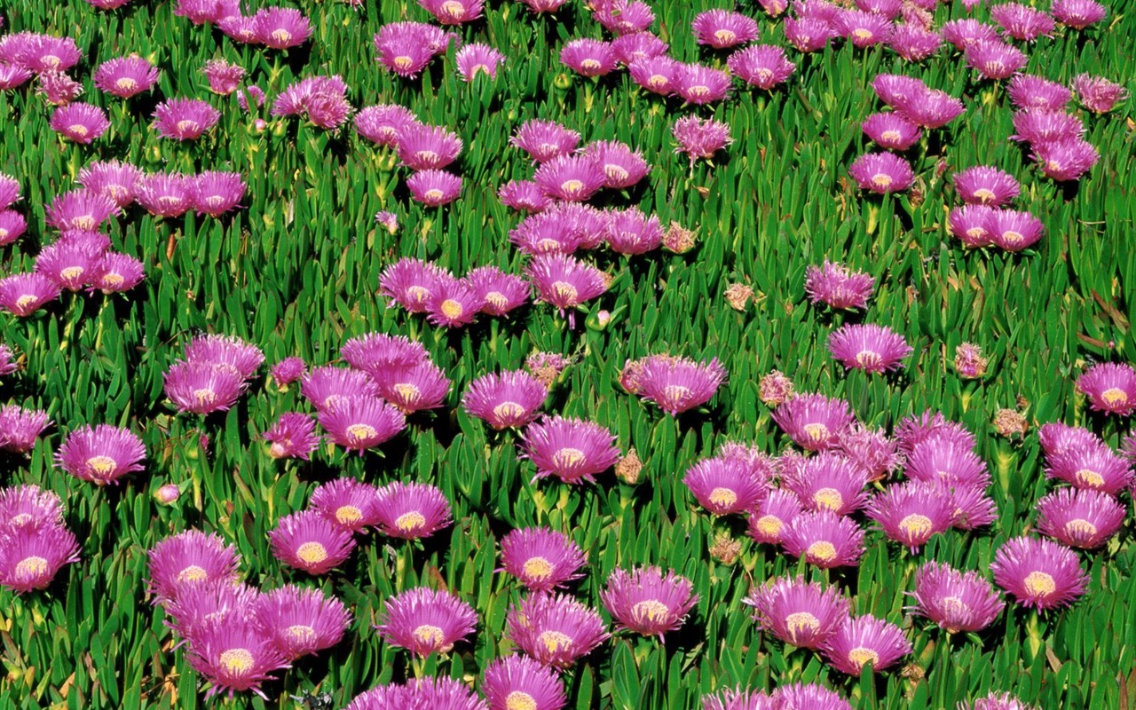 Flowers close-up (9) #6 - 1280x800