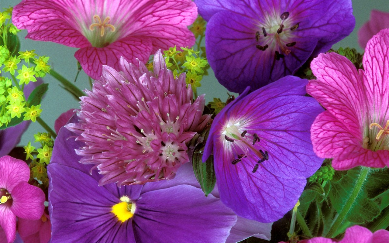鮮花特寫(九) #10 - 1280x800
