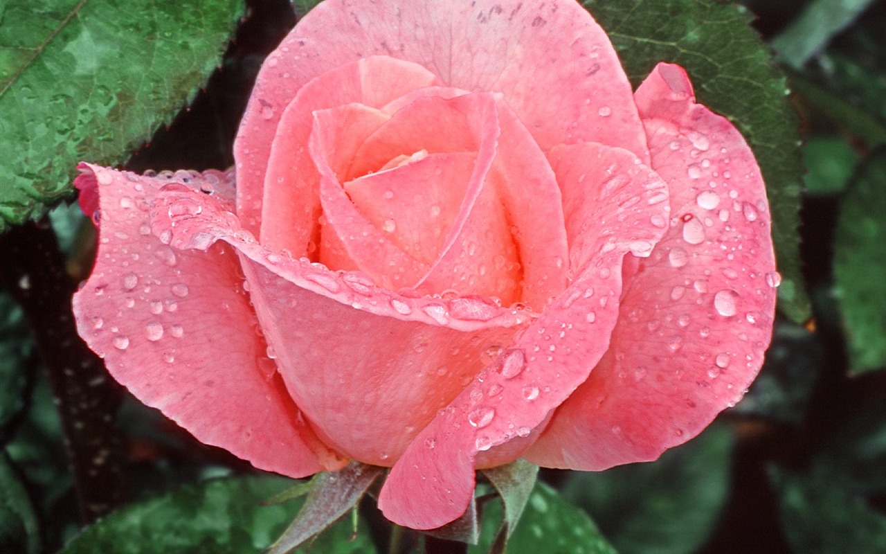 Flowers close-up (9) #13 - 1280x800