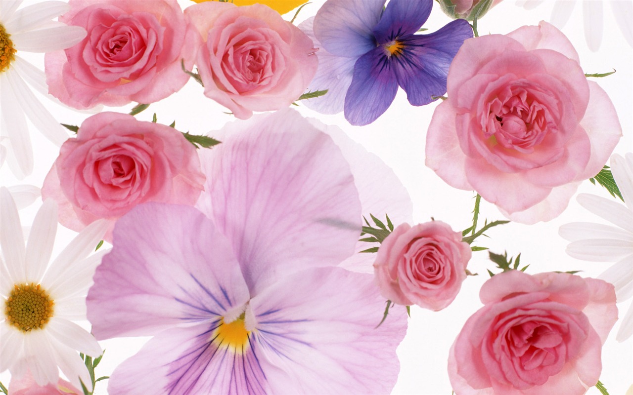 Flowers close-up (10) #1 - 1280x800