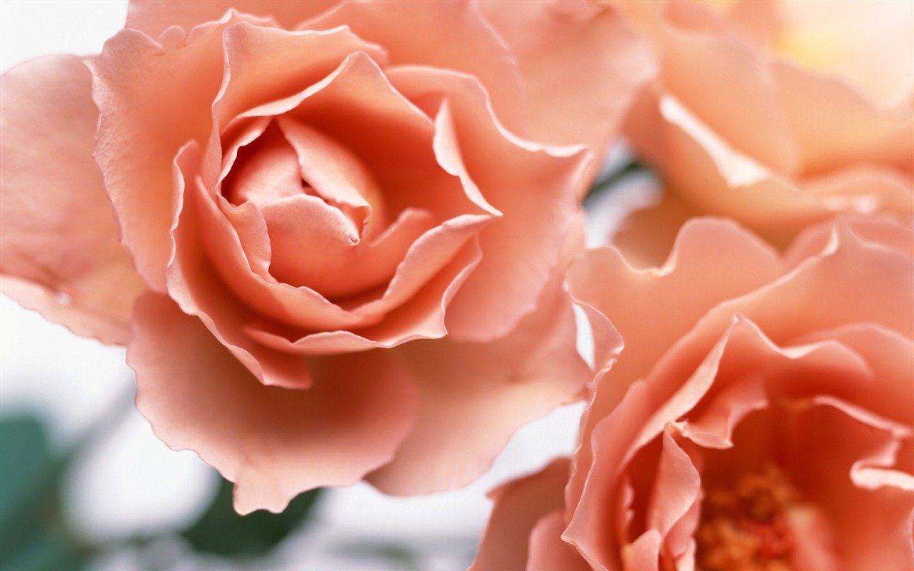 Flowers close-up (10) #3 - 1280x800