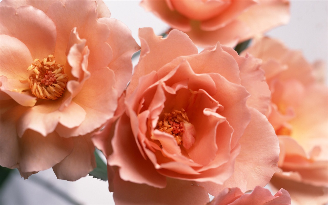 鮮花特寫(十) #4 - 1280x800