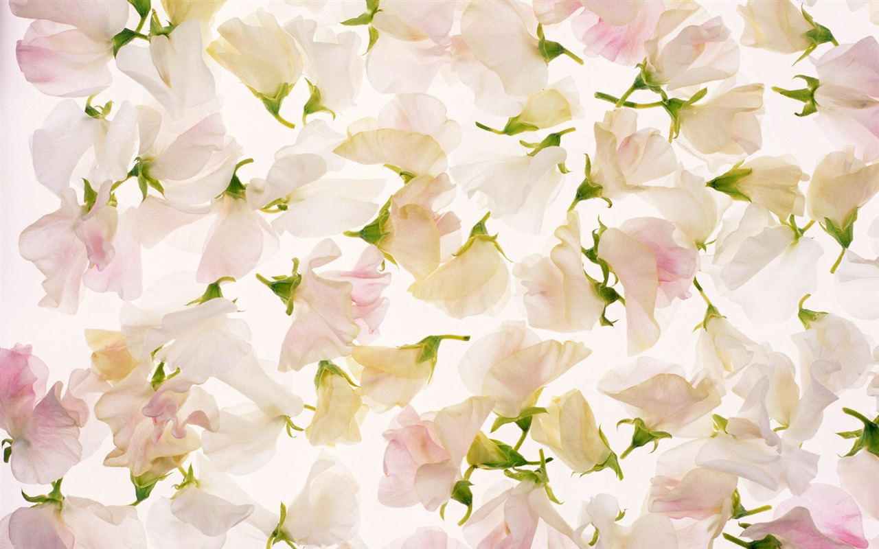 鮮花特寫(十) #5 - 1280x800