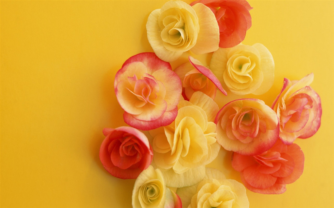 Flowers close-up (10) #10 - 1280x800