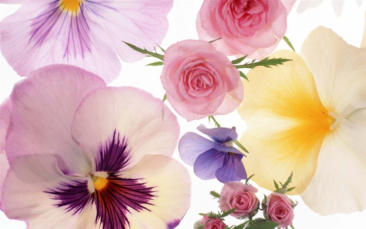 Flowers close-up (10) #12 - 1280x800
