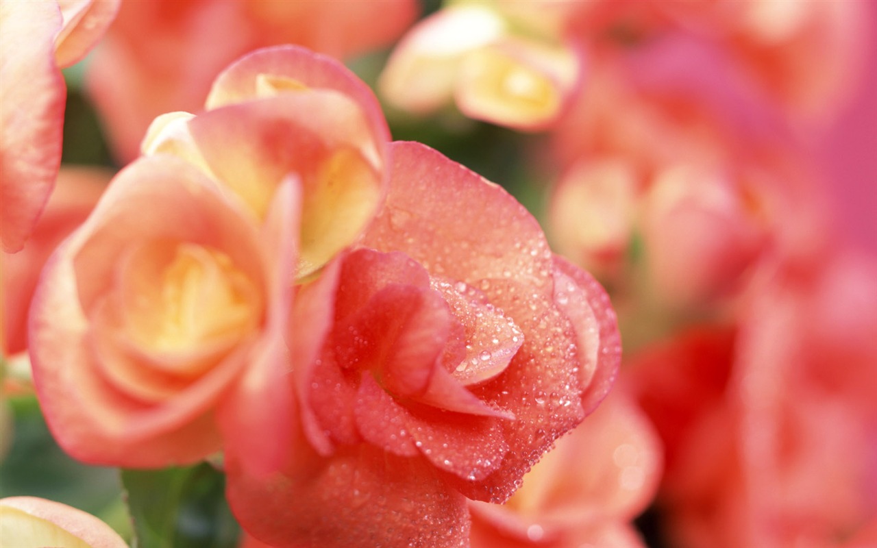 Flowers close-up (10) #13 - 1280x800