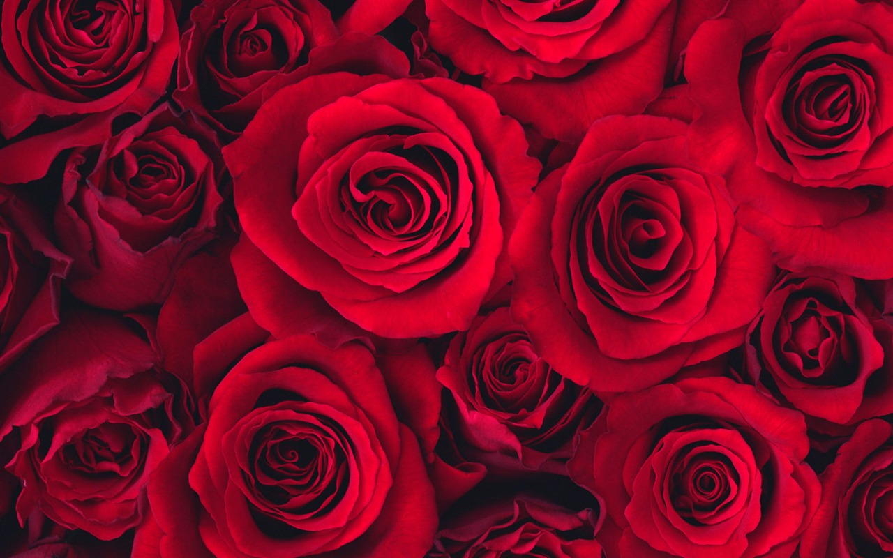 Flowers close-up (10) #15 - 1280x800