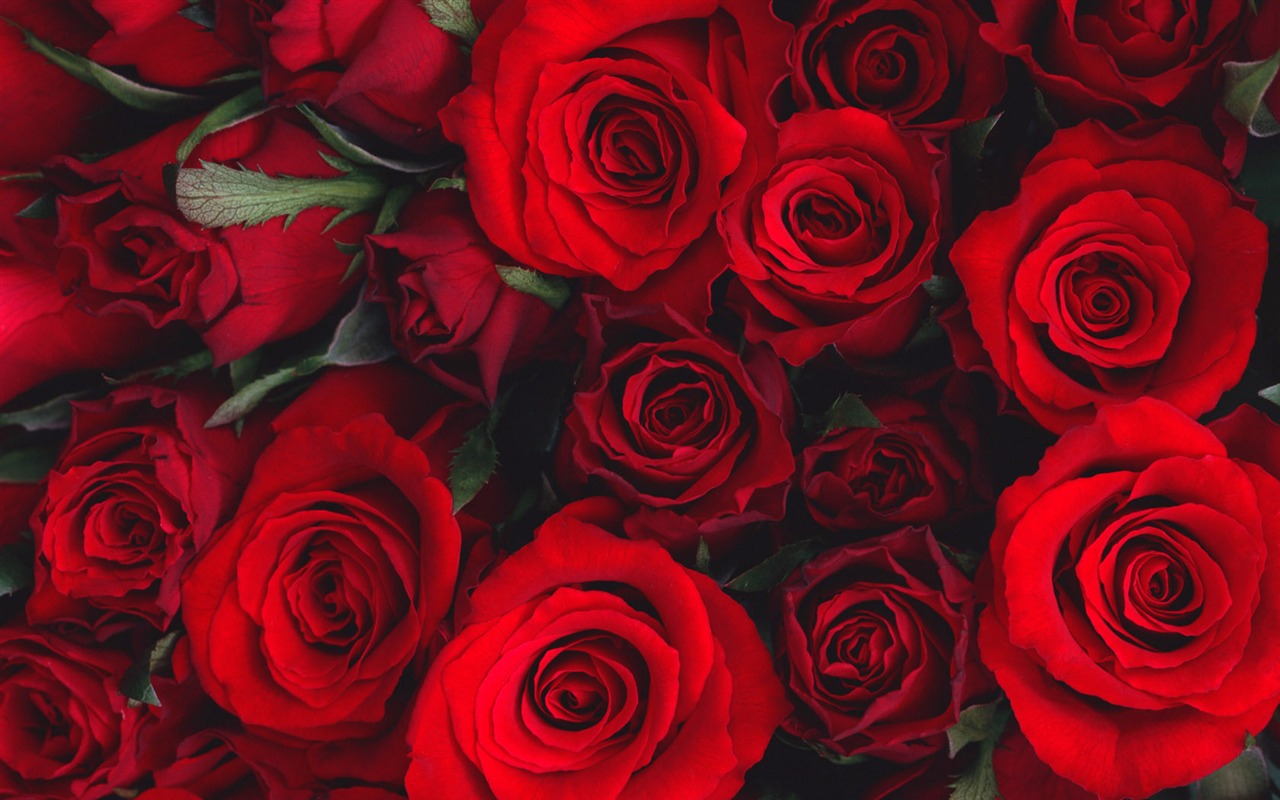 Flowers close-up (10) #16 - 1280x800