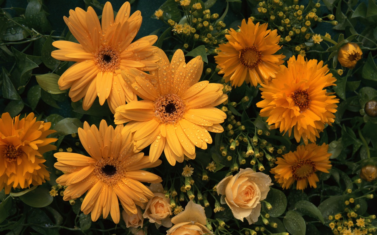 Flowers close-up (10) #17 - 1280x800