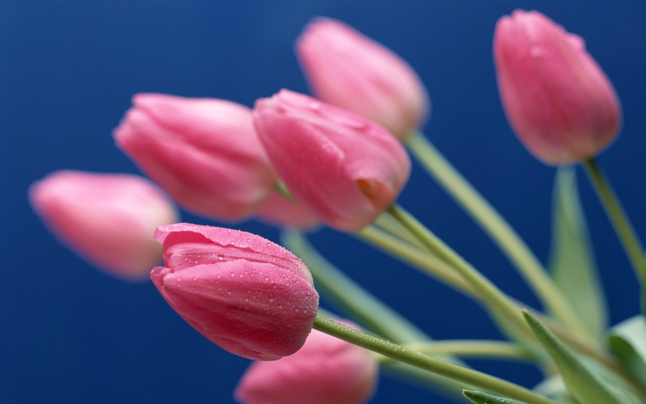 鮮花特寫(十) #19 - 1280x800