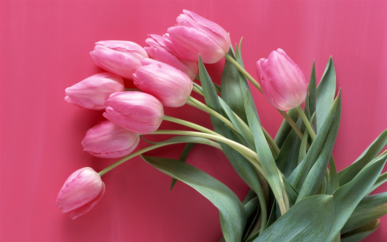 Flowers close-up (10) #20 - 1280x800