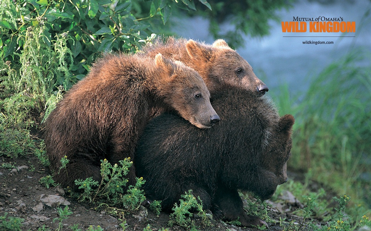 Wild Kingdom 動物壁紙 #3 - 1280x800