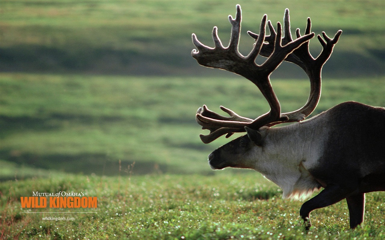 Wild Kingdom 動物壁紙 #4 - 1280x800