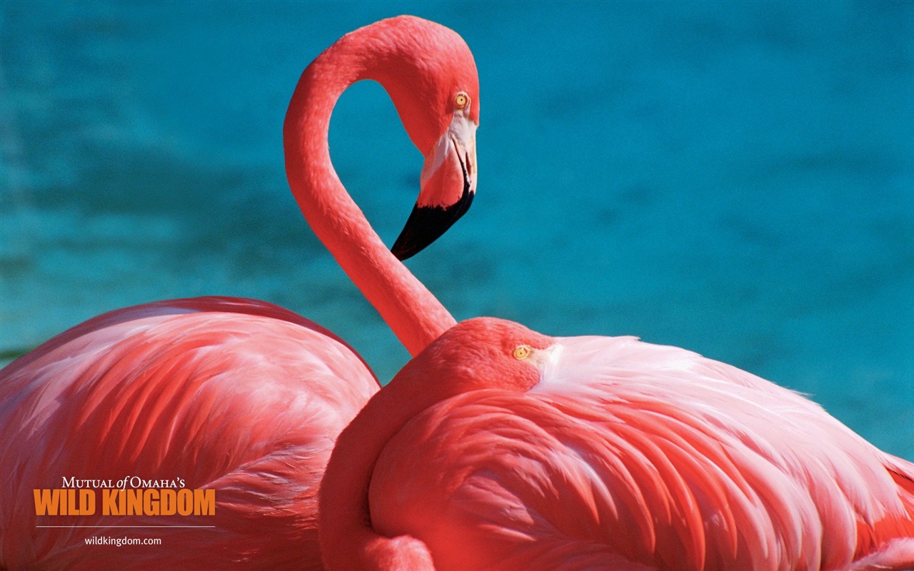 Wild Kingdom 動物壁紙 #6 - 1280x800