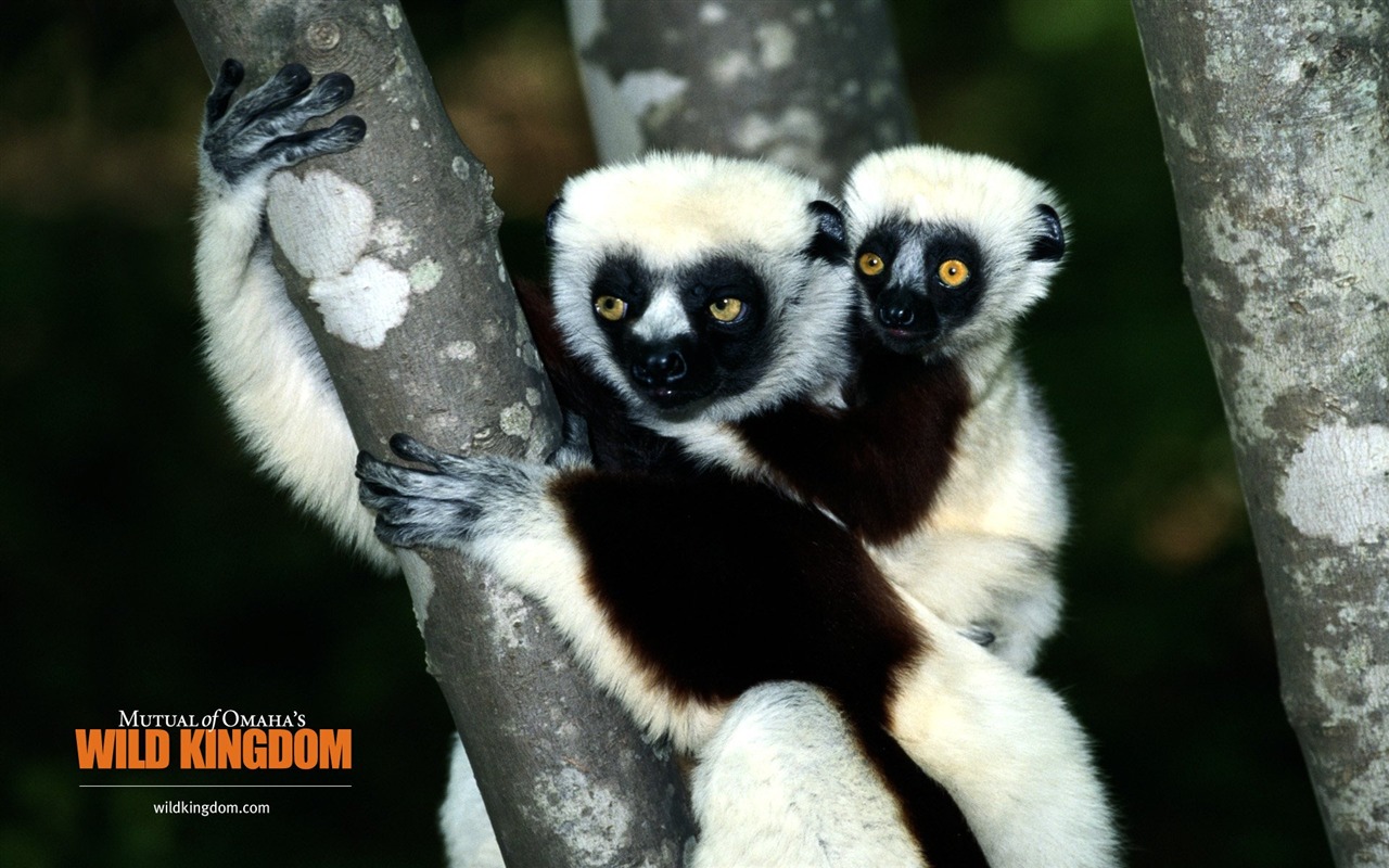 Wild Kingdom 動物壁紙 #10 - 1280x800