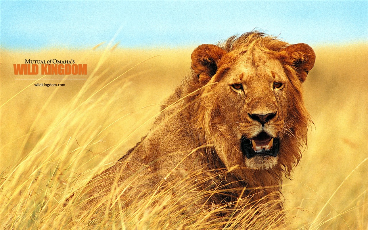 Wild Kingdom 動物壁紙 #11 - 1280x800