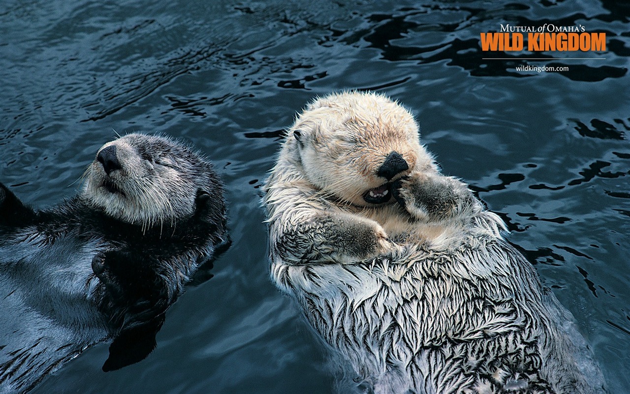 Wild Kingdom Animal Wallpapers #12 - 1280x800