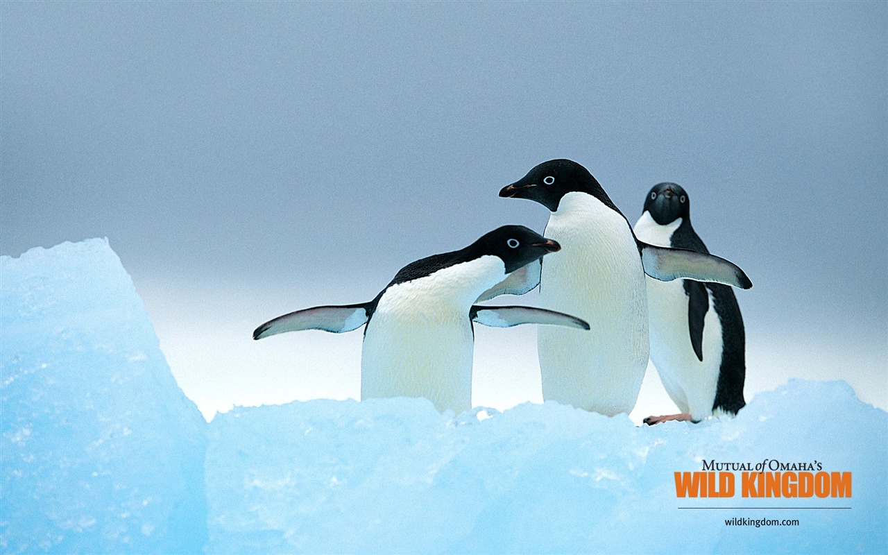 Wild Kingdom 動物壁紙 #13 - 1280x800