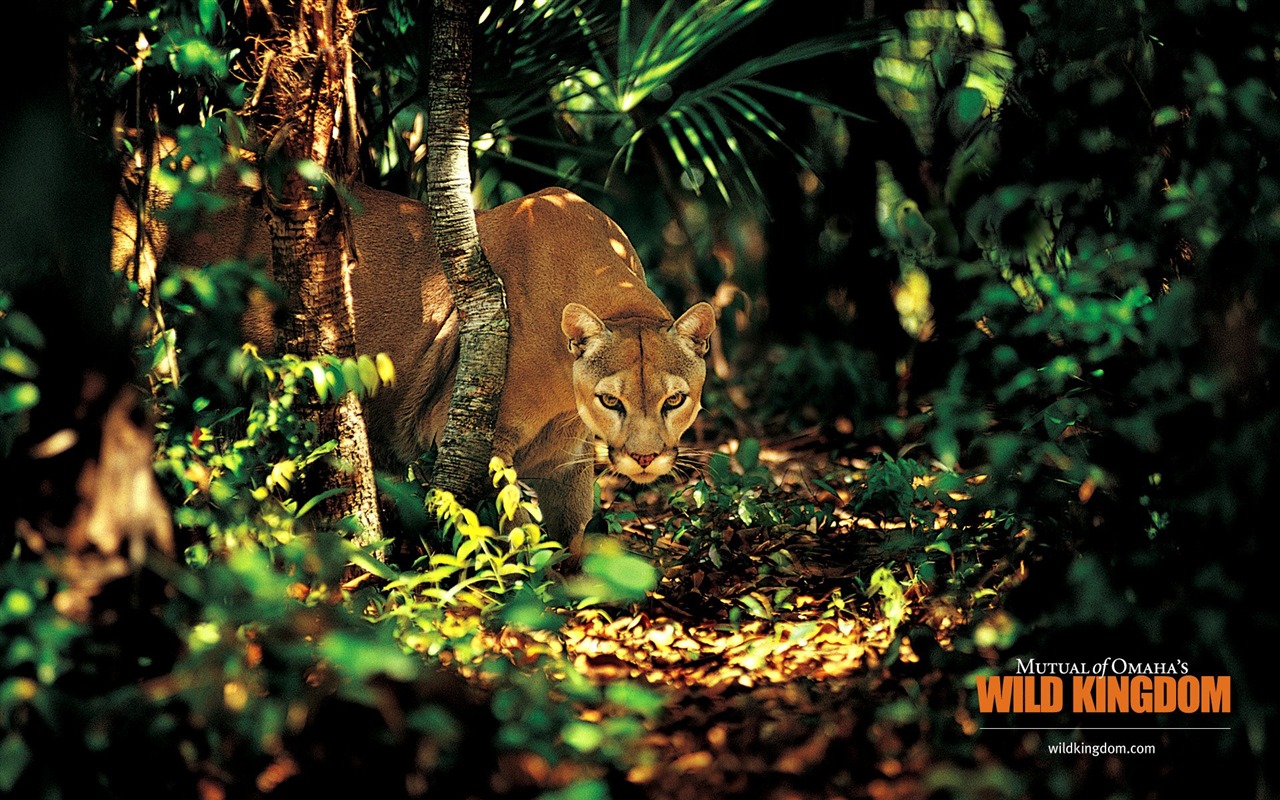 Wild Kingdom 动物壁纸15 - 1280x800