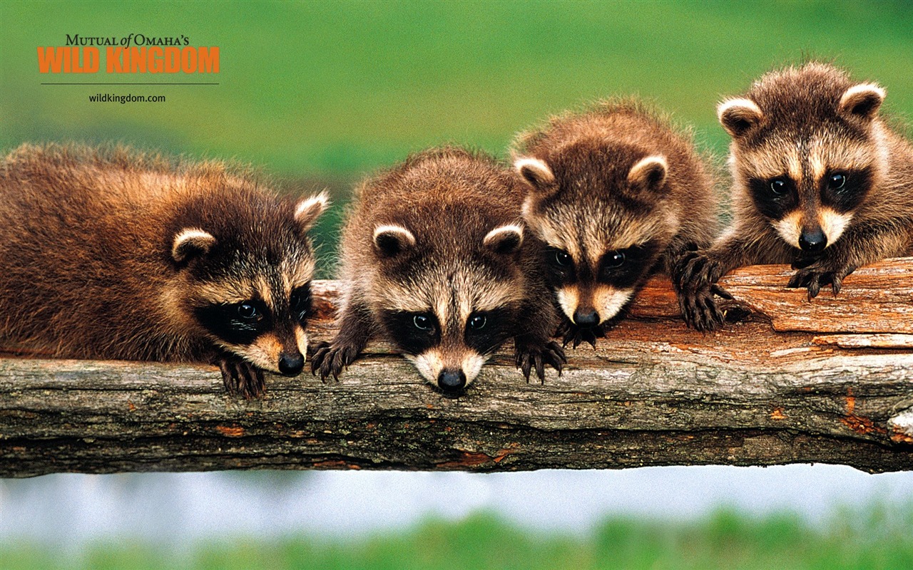 Wild Kingdom 動物壁紙 #16 - 1280x800