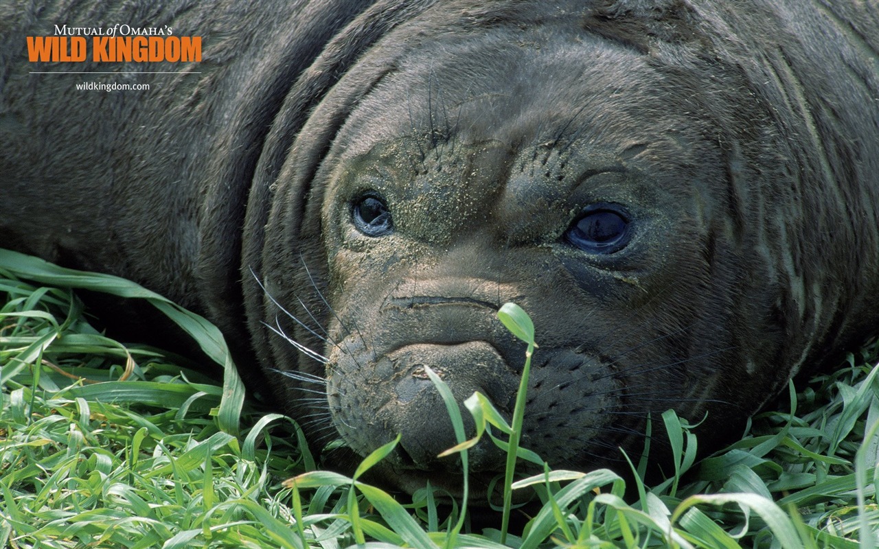 Wild Kingdom 動物壁紙 #18 - 1280x800
