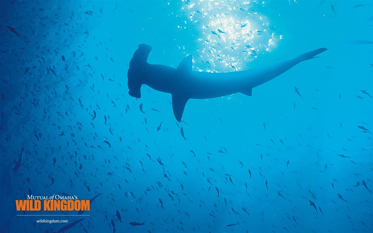 Wild Kingdom 動物壁紙 #19 - 1280x800