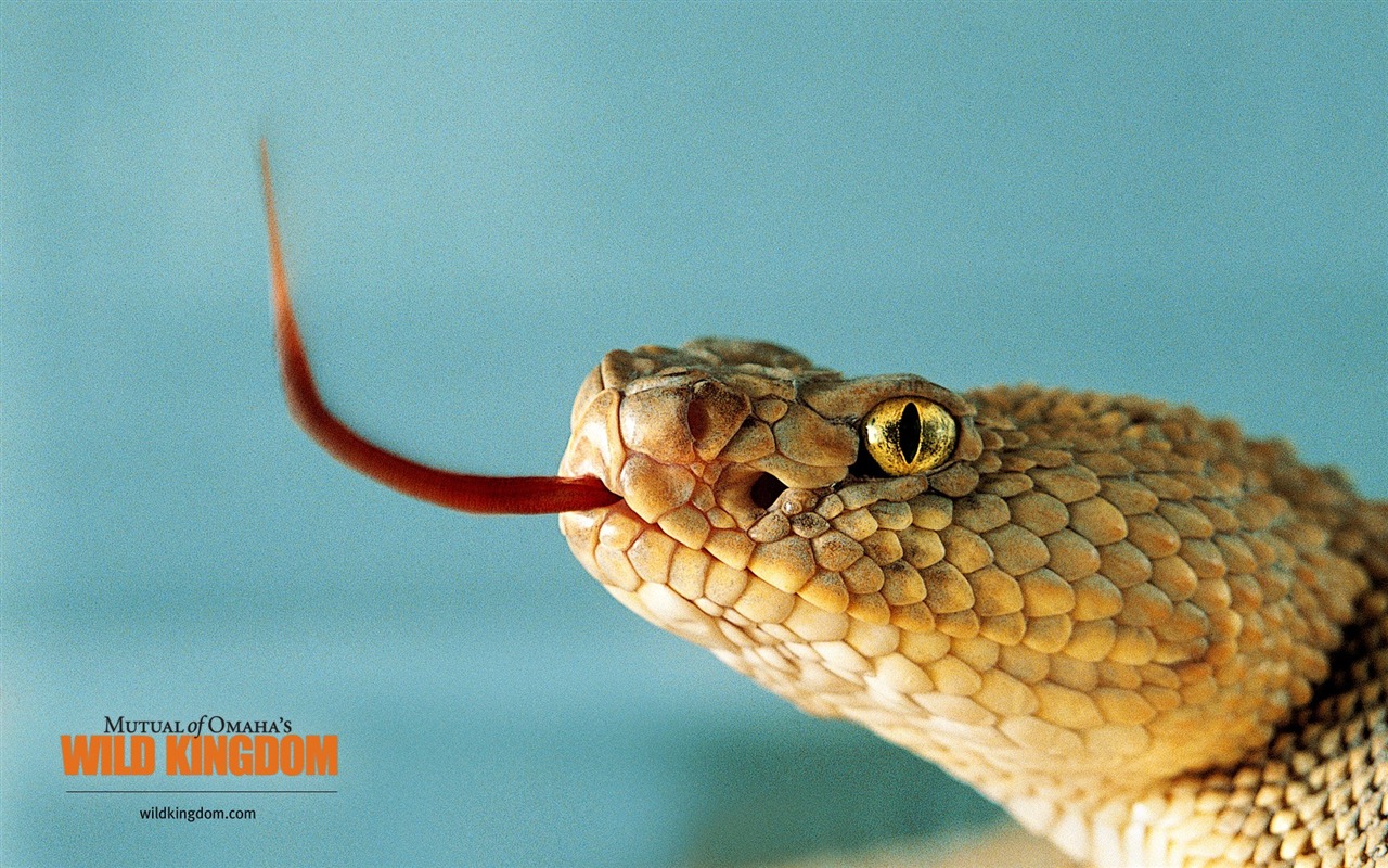 Wild Kingdom 動物壁紙 #20 - 1280x800