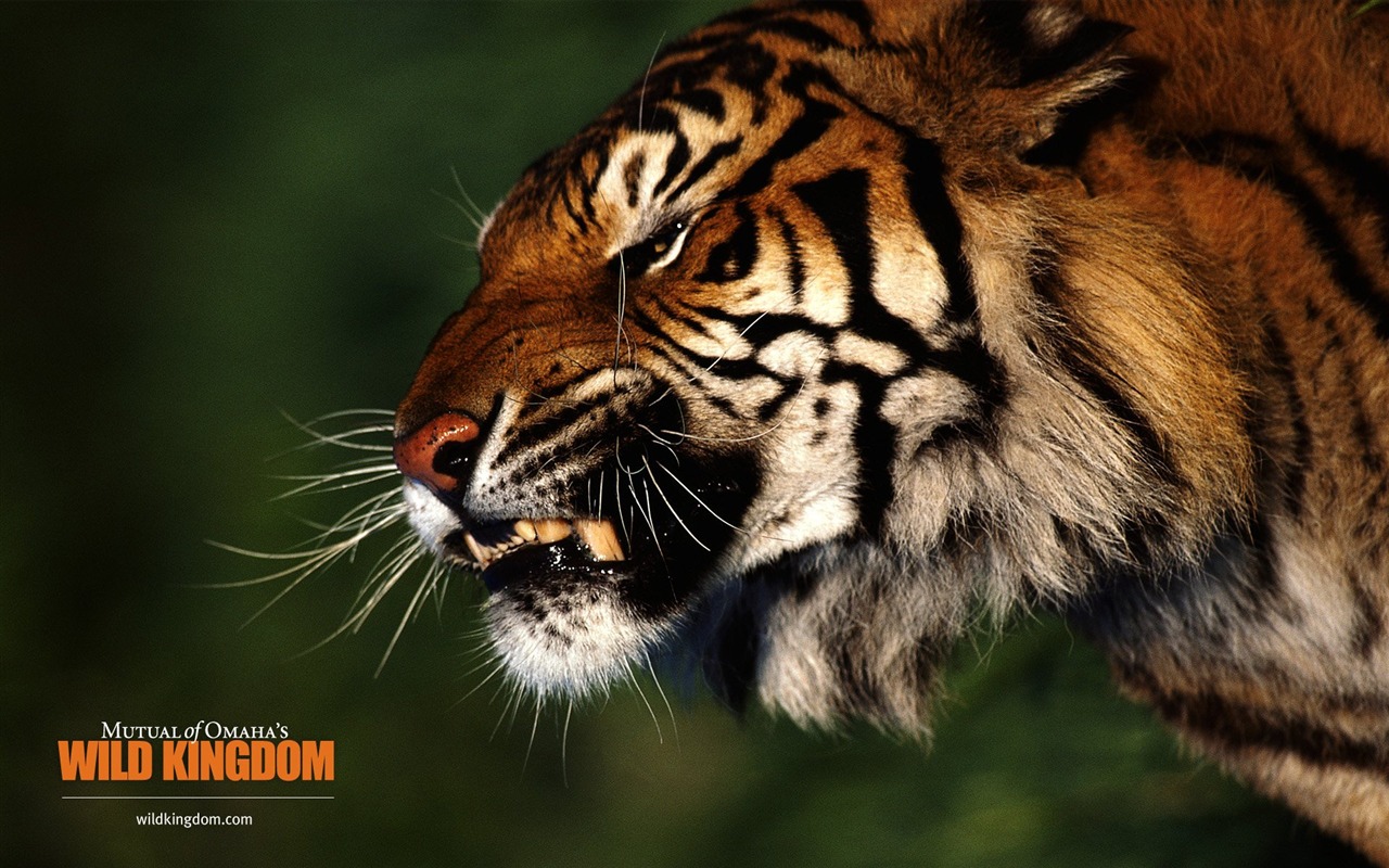 Wild Kingdom Animal Wallpapers #22 - 1280x800