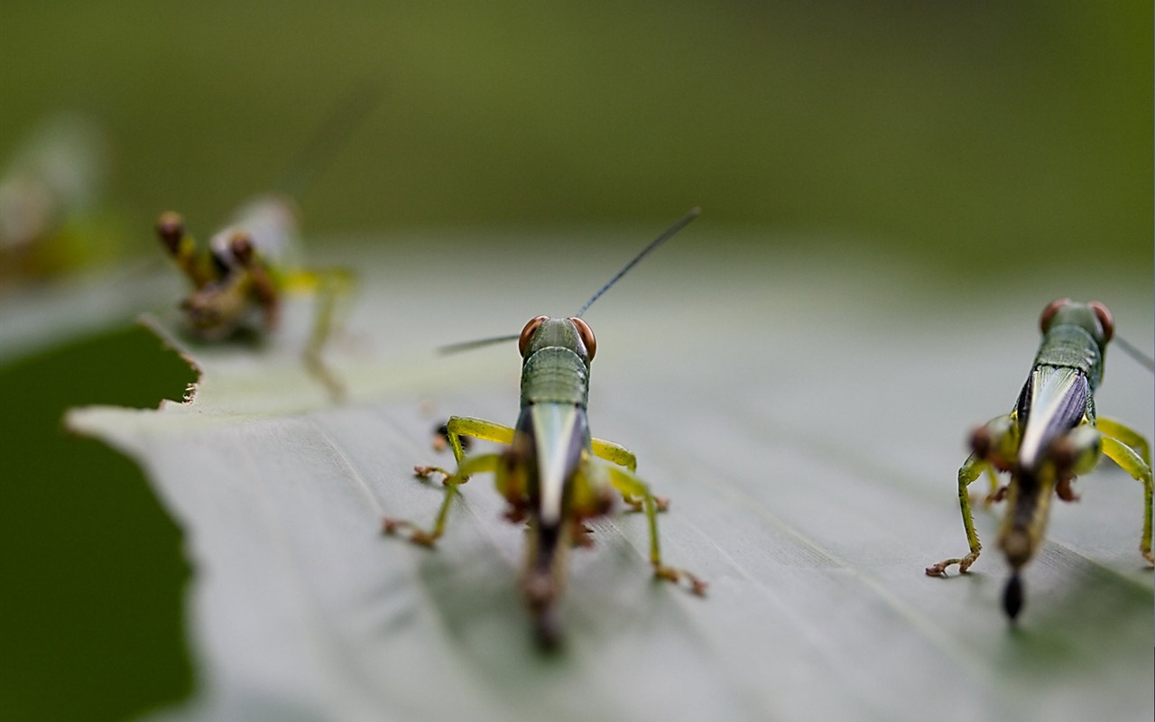 National Geographic Tapety zvířat články (4) #2 - 1280x800