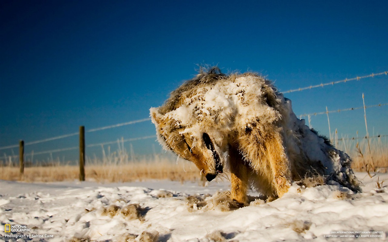 National Geographic Wallpapers articles animale (4) #12 - 1280x800