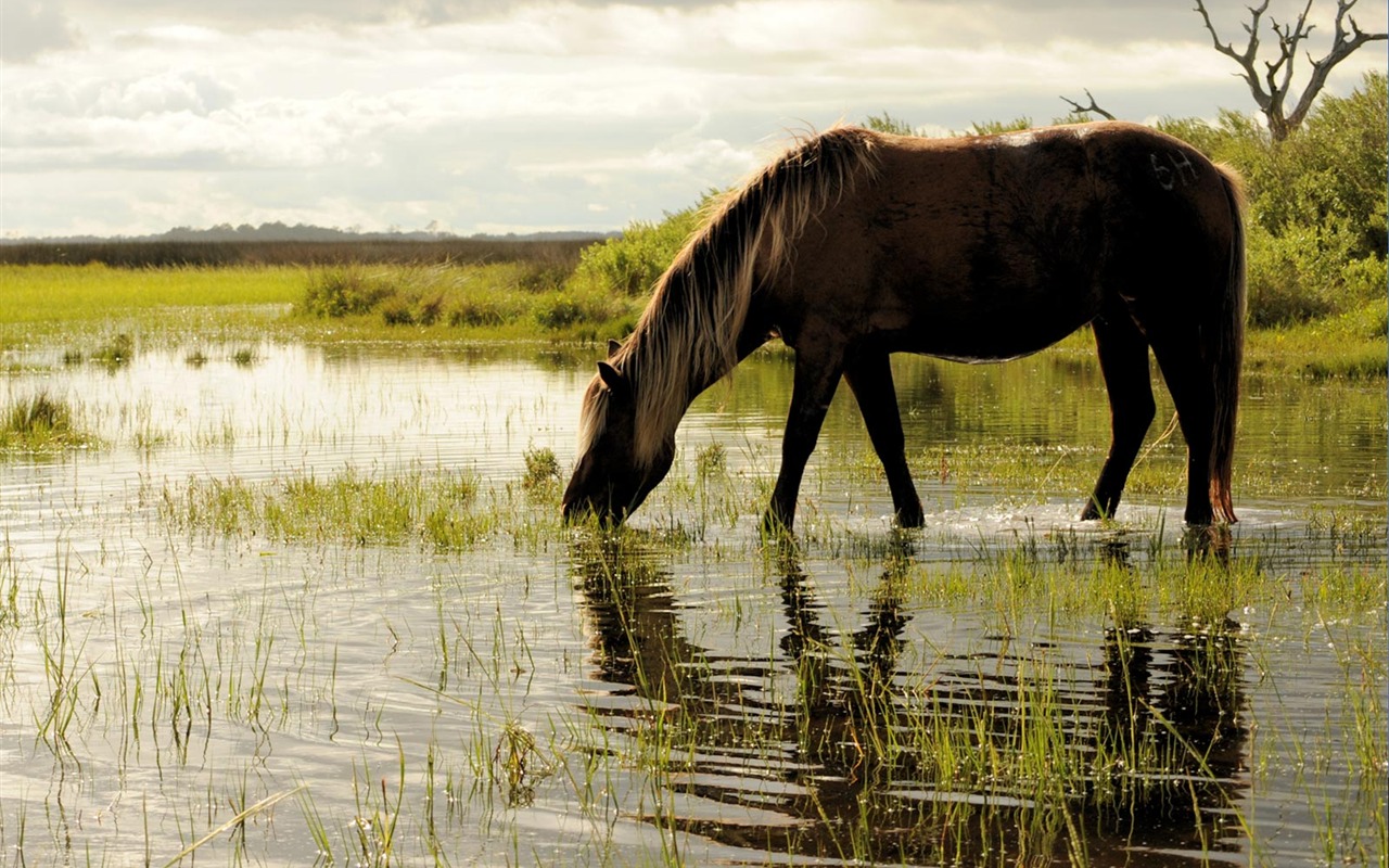 National Geographic Wallpapers articles animale (4) #13 - 1280x800