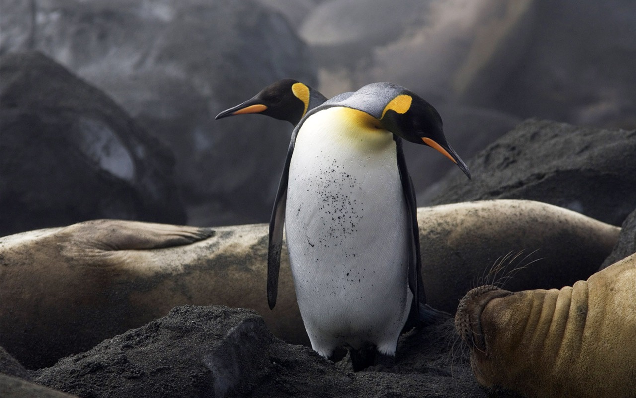 世界地理動物篇壁紙(四) #20 - 1280x800