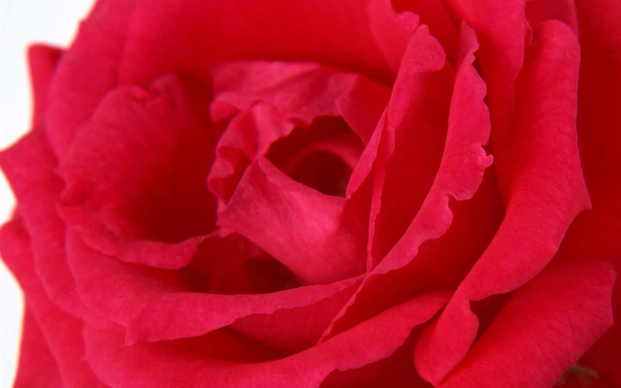 鮮花特寫(11) #3 - 1280x800