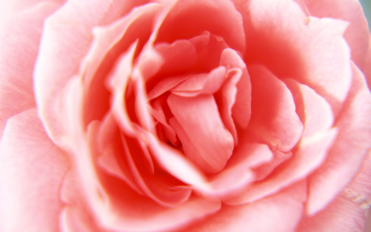 Flowers close-up (11) #8 - 1280x800