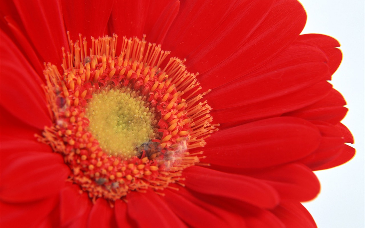 鮮花特寫(11) #12 - 1280x800