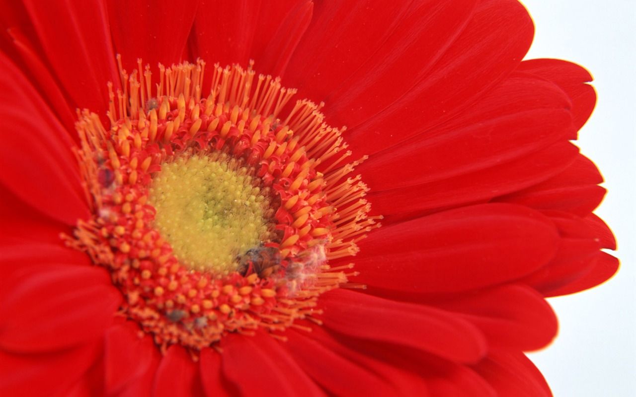 Flowers close-up (11) #12 - 1280x800