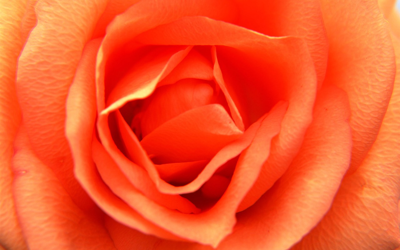 Flores close-up (11) #13 - 1280x800
